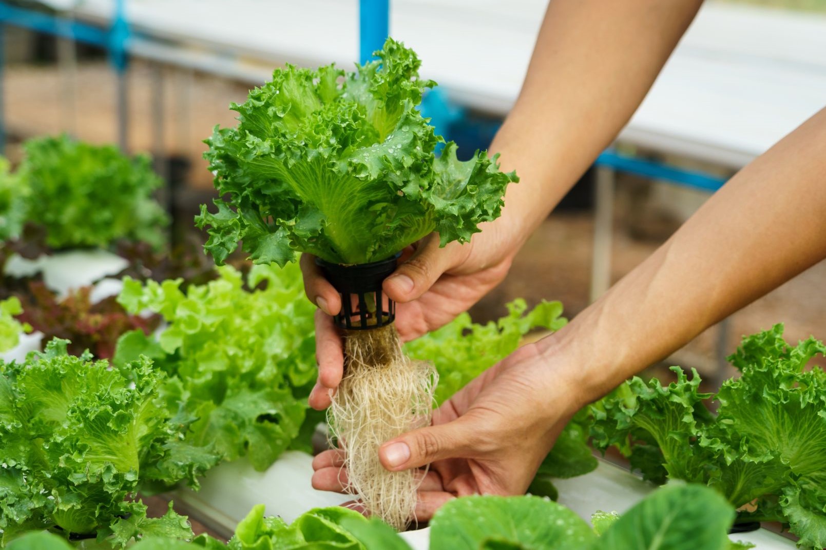 From-Seed-to-Harvest-A-Beginners-Guide-to-Hydroponics-Farming